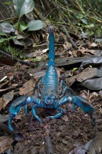 blue-scorpion