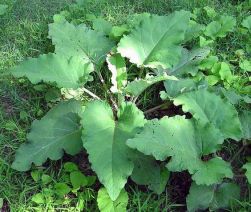 burdock-leaves