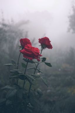 red-roses-in-the-mist
