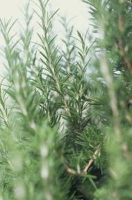 rosemary